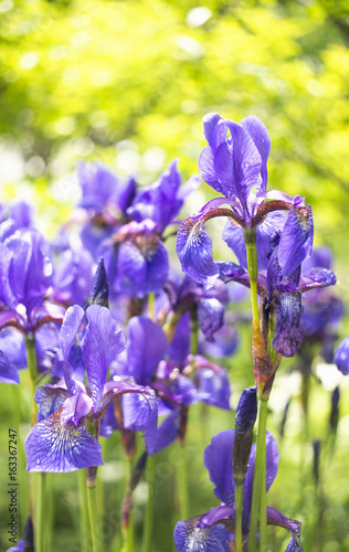Fototapeta Naklejka Na Ścianę i Meble -  A photo of  beautiful Siberian iris flowers in a garden. The alternative name of Siberian Iris is Siberian flag. Selective focus.