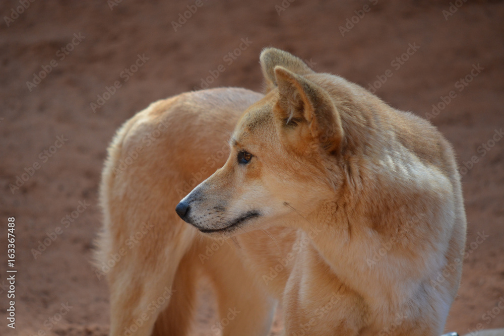A standing dingo