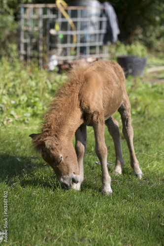 A baby pony is eating grass