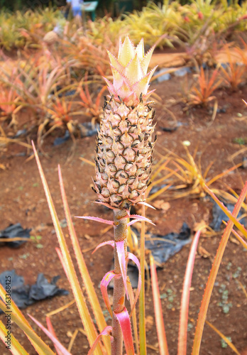 Pineapple photo