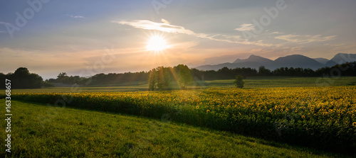  Beautiful yellow sunflowers on a summer sunset in the italian meadows.