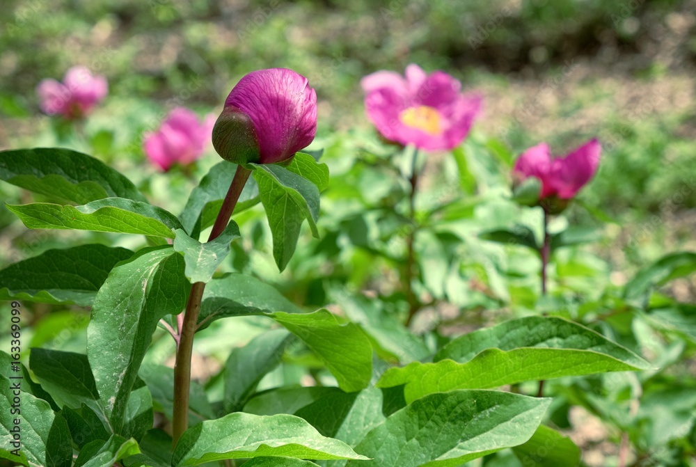 Bud Of Wild Peony In Nebrodi Park, Sicily Bud Of Wild Peony In Nebrodi Park, Sicily