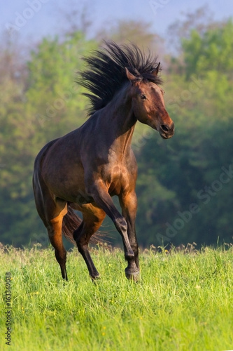 Bay horse run fast on spring field