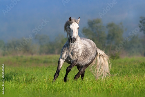 Beautiful white horse run on spring field