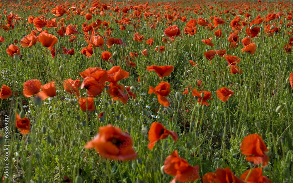 Obraz premium Background: poppy farming field (Papaver rhoeas), annual herbaceous plant belonging to the Papaveraceae family, full blooming red on a late spring day, italy.