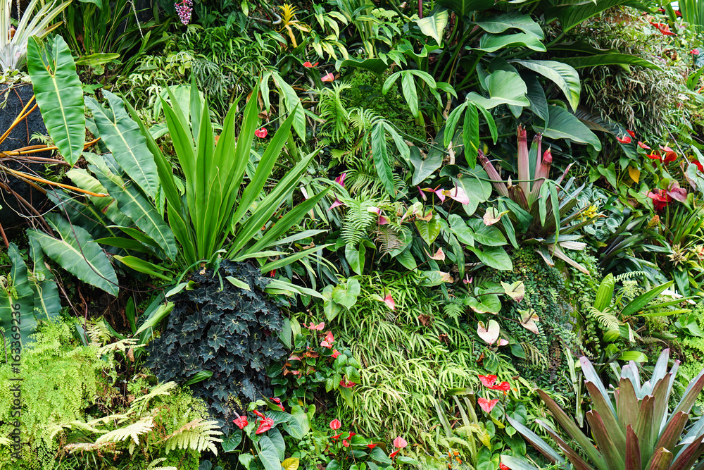 Obraz premium botanical garden