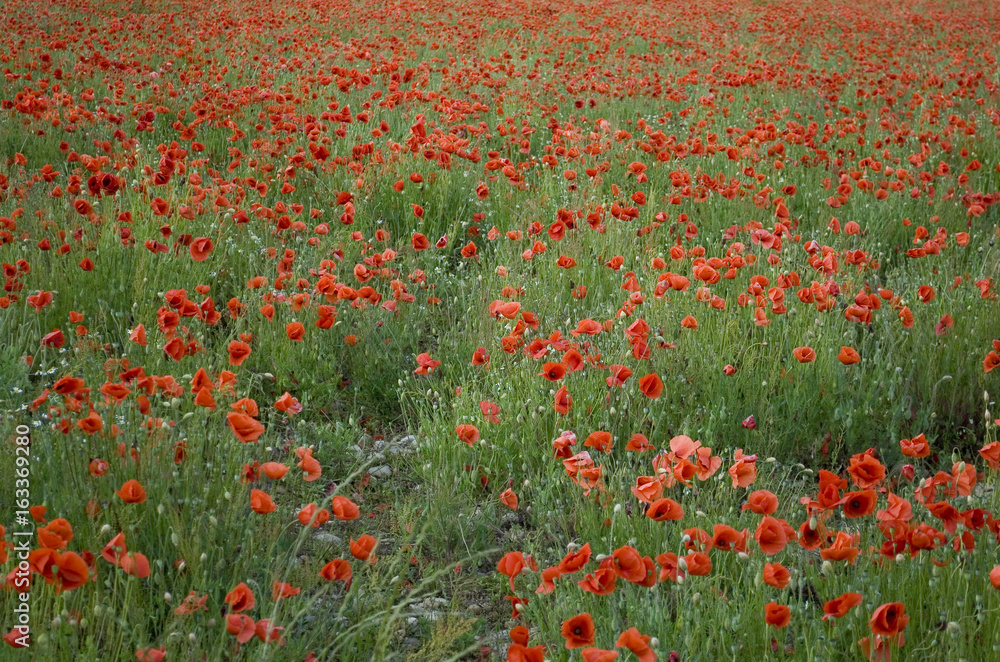 Background: poppy farming field (Papaver rhoeas), annual herbaceous plant belonging to the Papaveraceae family, full blooming red on a late spring day, italy.
