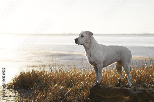 Junger Labrador Retriever Hund Welpe am Strand in D  nen bei Sonnenuntergang vor dem Meer 