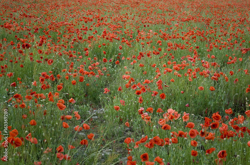 Background: poppy farming field (Papaver rhoeas), annual herbaceous plant belonging to the Papaveraceae family, full blooming red on a late spring day, italy.