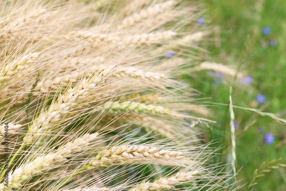 border of the wheat field