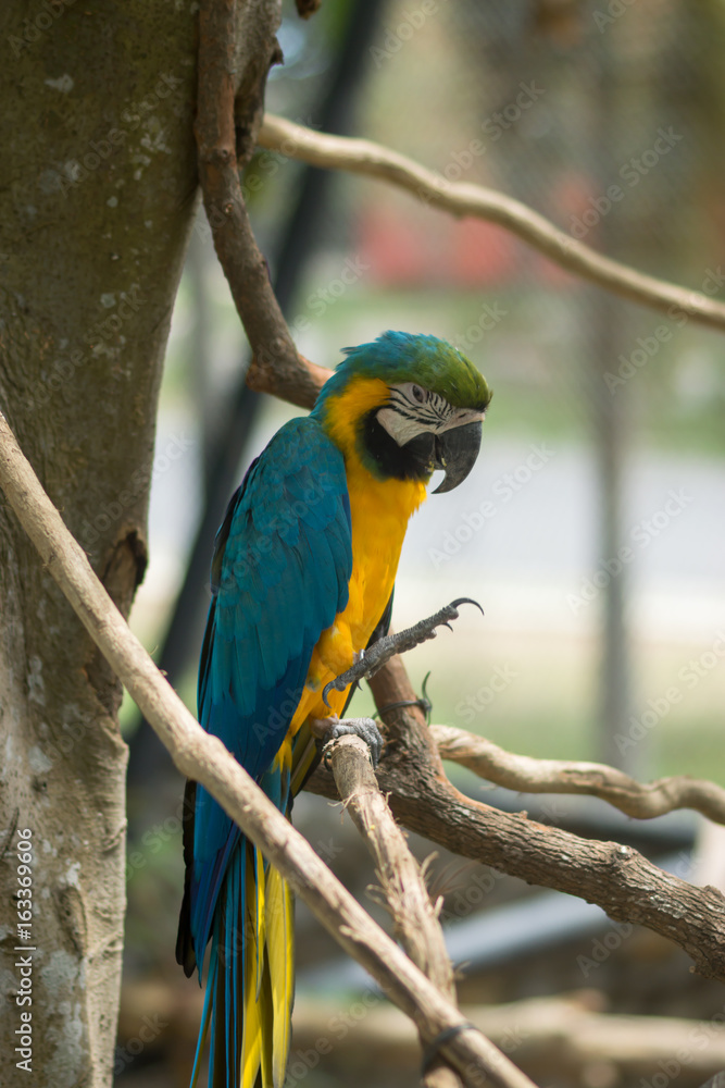 Obraz premium Blue yellow parrot macaw.