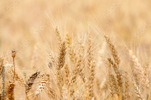 Mellow wheat field close-up