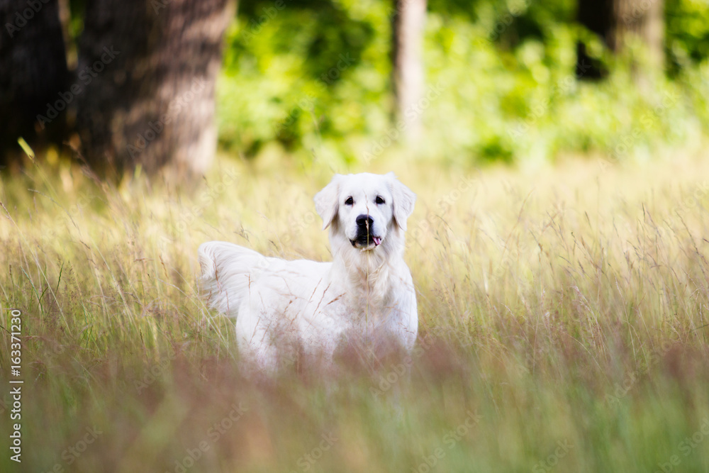 golden retriever dog golden retriever dog