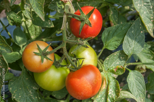 détail tomates dans une serre biologique