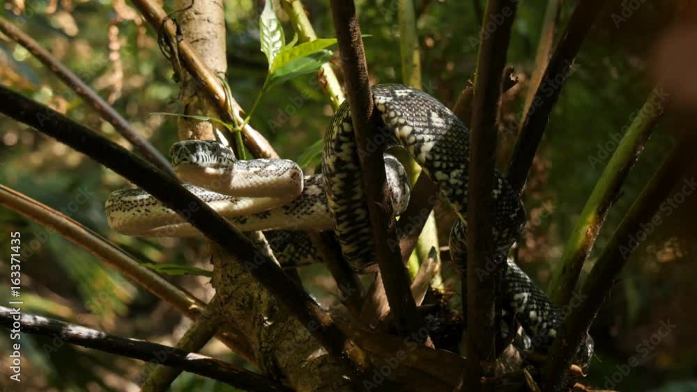 Snake reptile in rain forest Diamond Python (Morelia spilota) Snake reptile in rain forest Diamond Python (Morelia spilota)