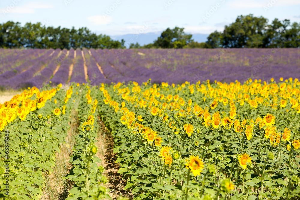 lavandes en Provence