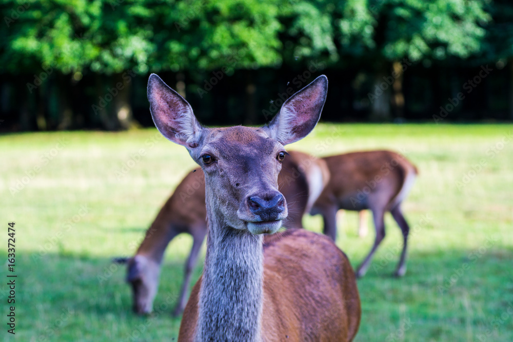 Fototapeta premium Reh