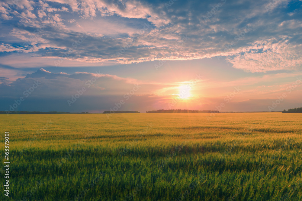 Field of wheat over summer sunset