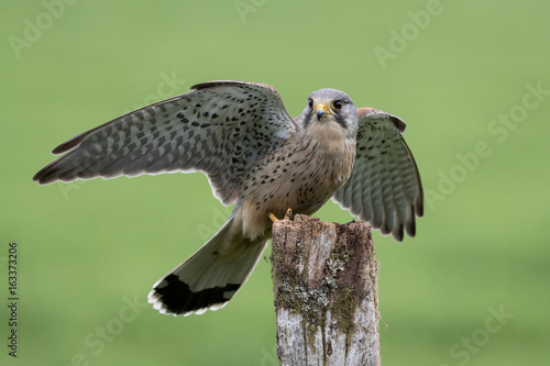 Bild auf Leinwand Male Kestrel landing on fence post with wings extended with green background