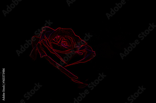 Red Rose Neon color on black background, copy space photo