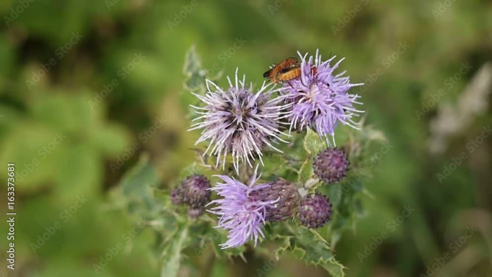 Soldier Beetles (Rhagonycha fulva) Mating and Feeding on a Pink Thistle Flower Head (Cirsium Vulgare or Spear Thistle). Soldier Beetles (Rhagonycha fulva) Mating and Feeding on a Pink Thistle Flower Head (Cirsium Vulgare or Spear Thistle).