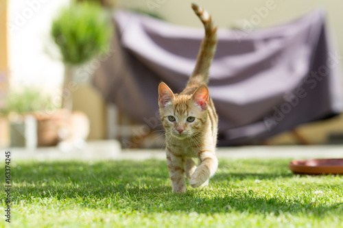 cute little cat on the grass