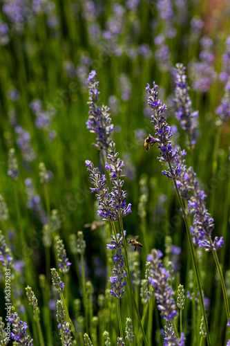 Lavender field with bee