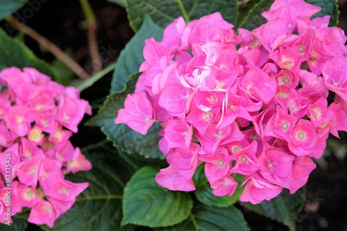 Pink hydrangea with bright natural light and text space