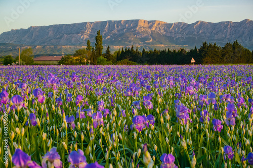 La montagne Sainte-Victore en Provence, France. Champ d'iris au premier plan. Lever de soleil.