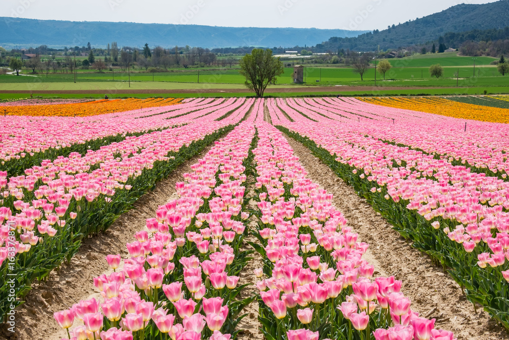 Champ de tulipes au printemps. Provence, France.