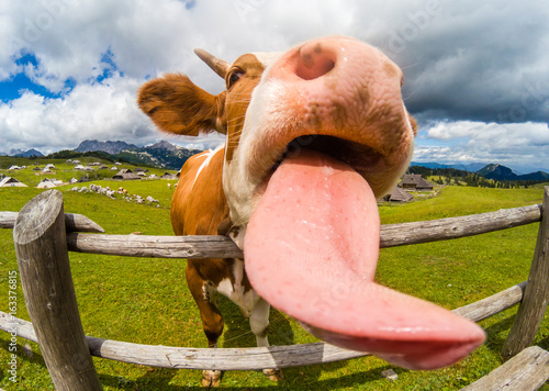 Bild auf Leinwand Happy cow