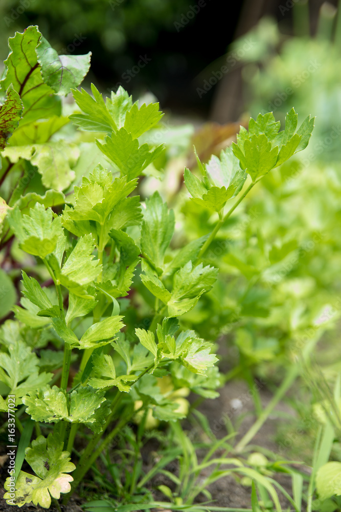 organic vegetables garden, the basics of a slow food cuisine organic vegetables garden, the basics of a slow food cuisine