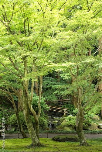Garden in Meigetsu-in temple, Japan. Green tree background.