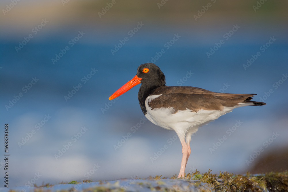 American Oyster Catcher American Oyster Catcher
