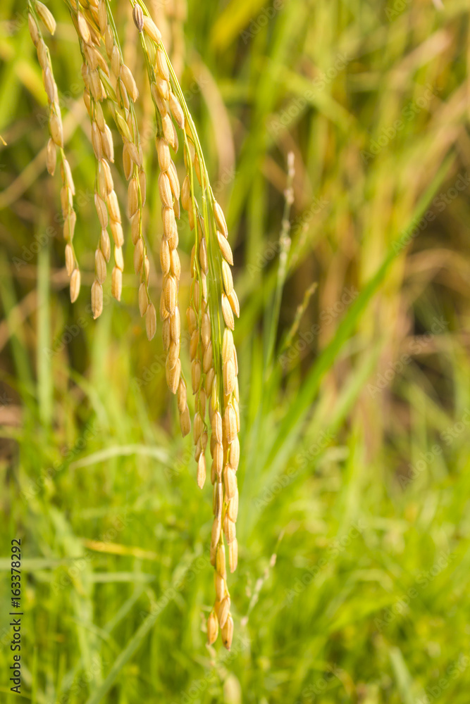 rice field in north Thailand, nature food landscape background. rice field in north Thailand, nature food landscape background.