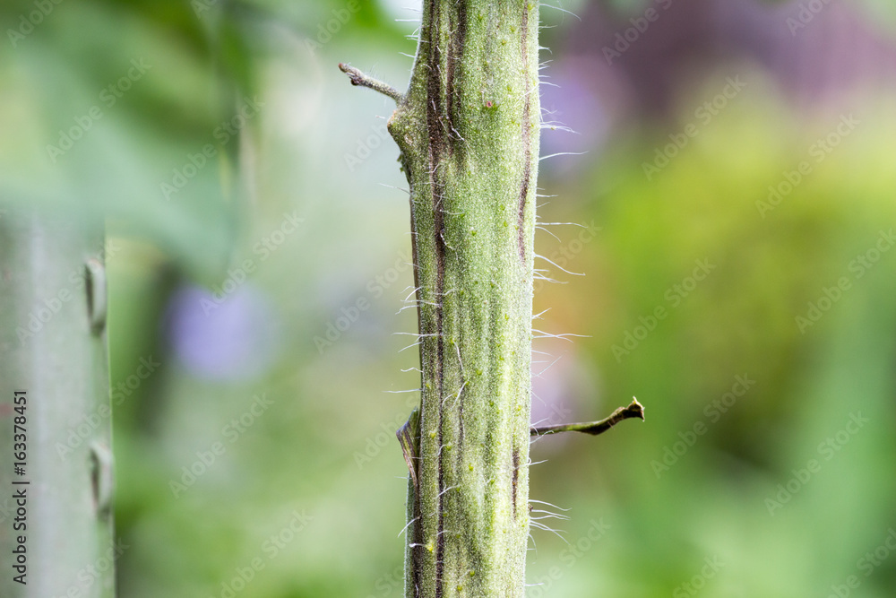 Fototapeta premium Tomato plant infected tomato spotted wilt virus also known as TSWV