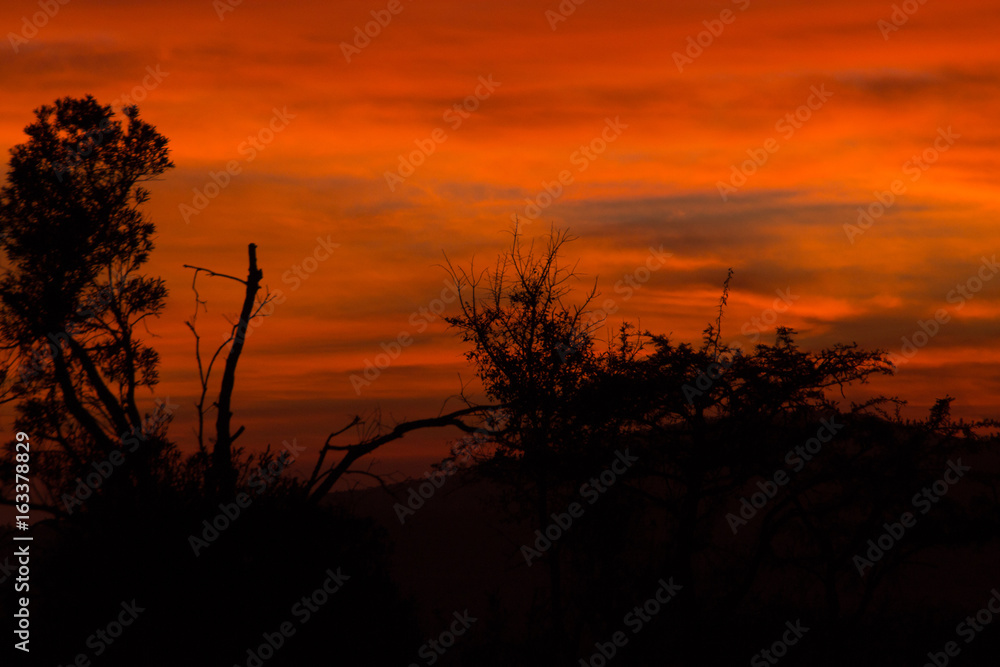 Red African Bush Sunrise 