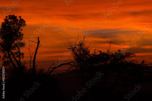 Red African Bush Sunrise 