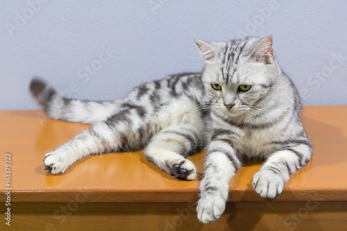 Slika na platnu american shorthair rolled around on the table / american shorthair sleep on tabl