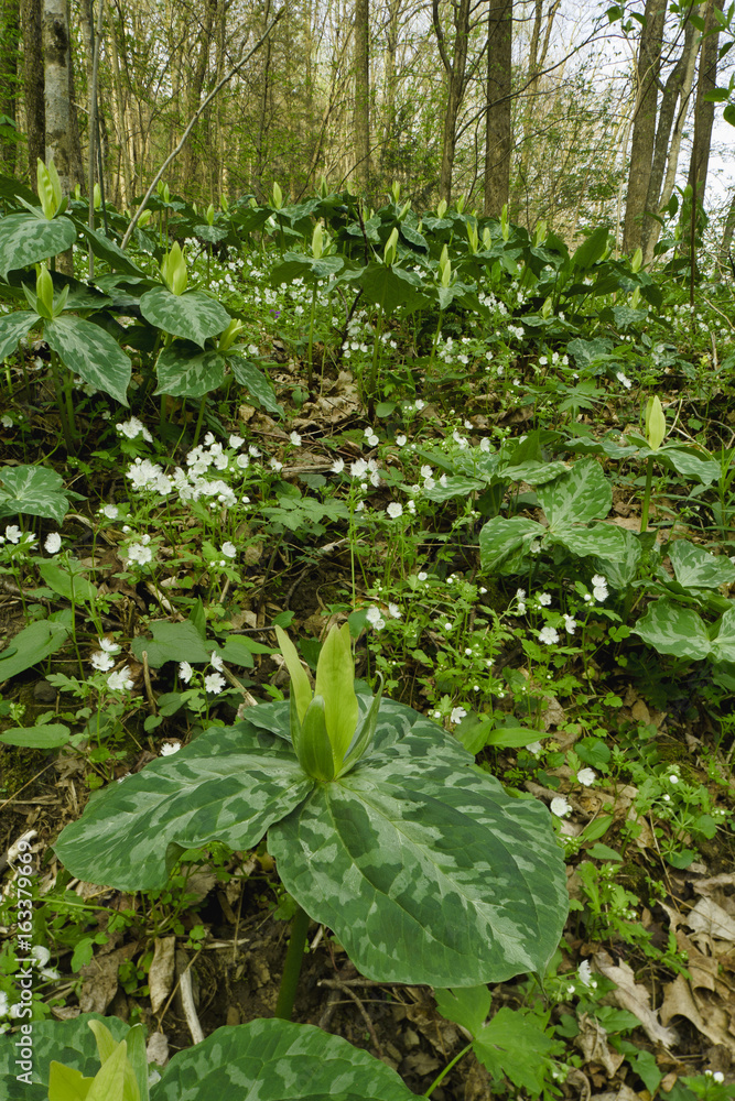 Spring, Yellow Trillium, Great Smoky Mountains NP Spring, Yellow Trillium, Great Smoky Mountains NP