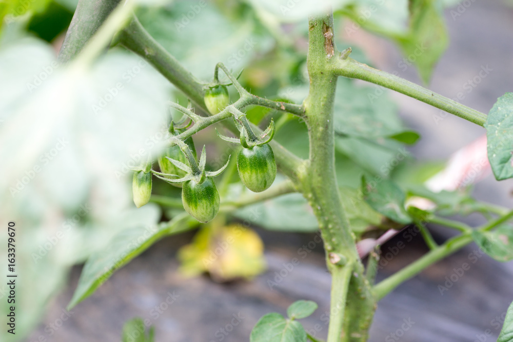 Obraz premium Young green cherry tomato