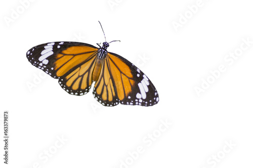 Common Tiger butterfly ,isolated on white background