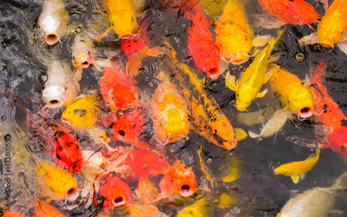 Koi Fish swimming.