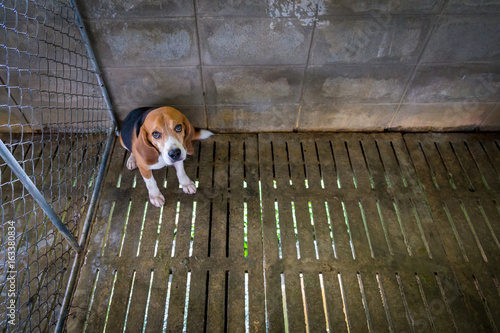 Photography Sad Beagle dog sits locked in a cage