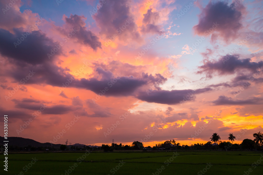 Clouds at sunset and rice field