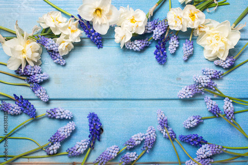 Fototapeta Naklejka Na Ścianę i Meble -  Frame from blue muscaries  and  white daffodils flowers on blue wooden background.