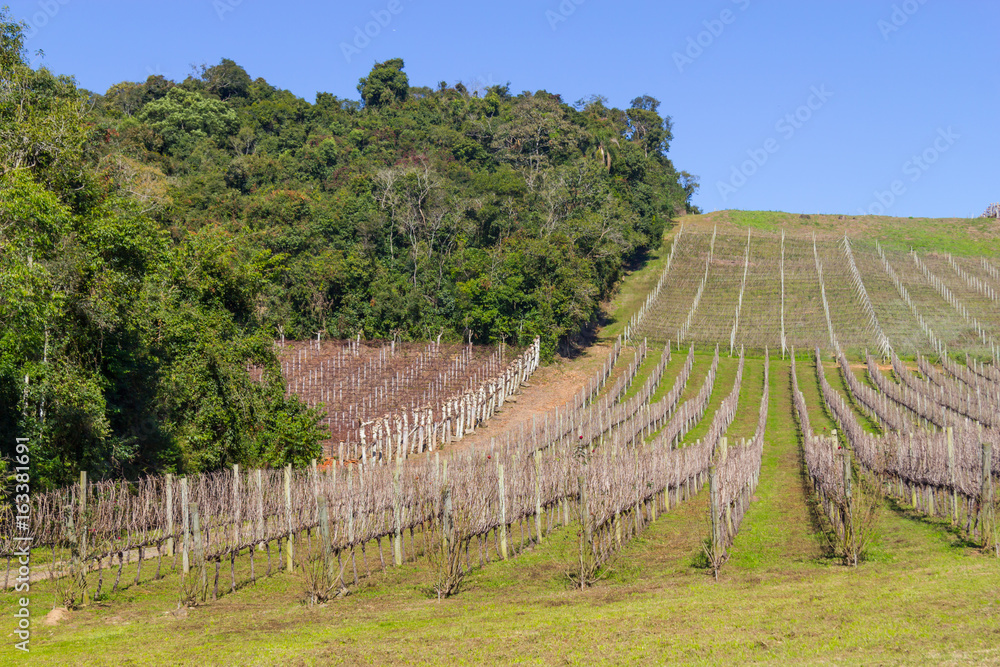 Fototapeta premium Vineyards in winter, Vale dos Vinhedos valley