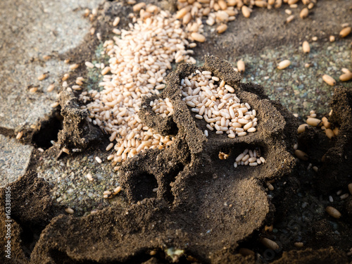 top view of a ants nest