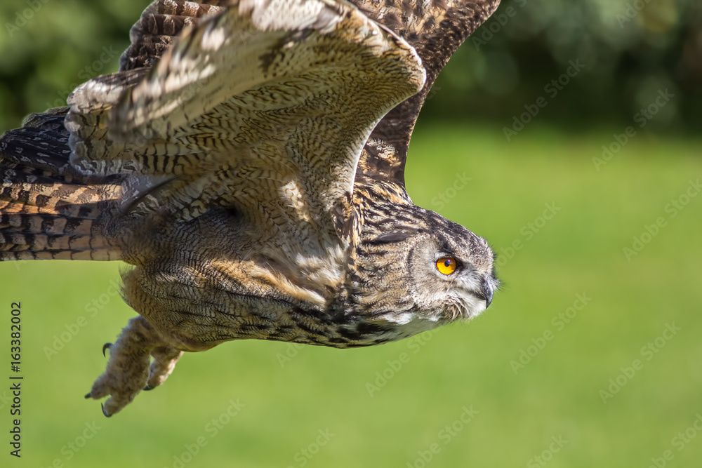 Fototapeta premium Eagle owl bird of prey hunting in flight. Eagle-owl (Bubo bubo) flying.