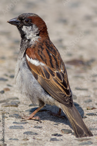 Male house sparrow (Passer domesticus). Close up of garden bird on path.